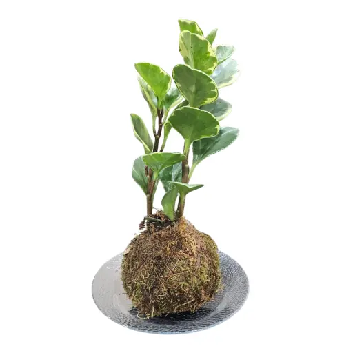 PLANTA KOKEDAMA PEPEROMIA